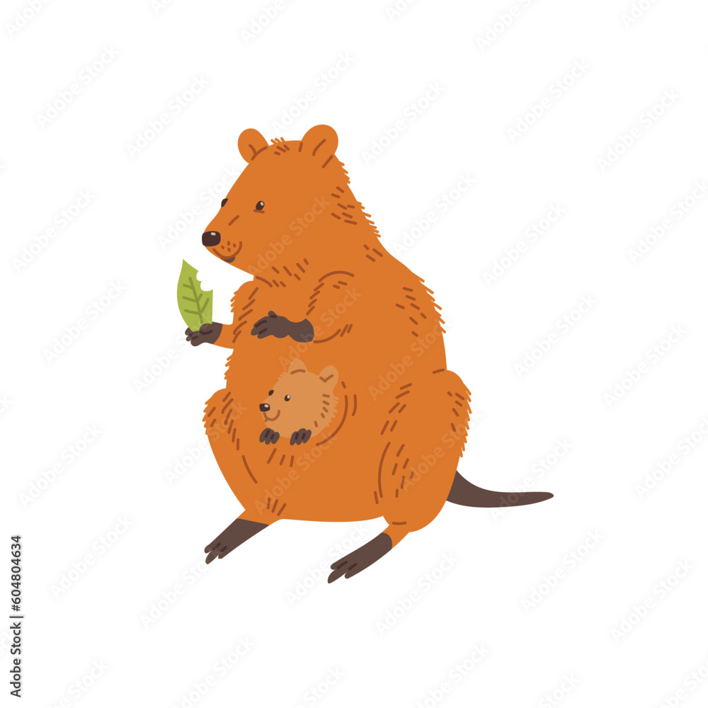 Cute quokka with joey eating leaf, cartoon flat vector illustration