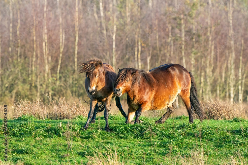 Two fighting wild brown Exmoor ponies, against a forest and reed background. Biting, rearing and hitting. autumn colors in winter. Selective focus, lonely, two animals, fight, stallion, mare