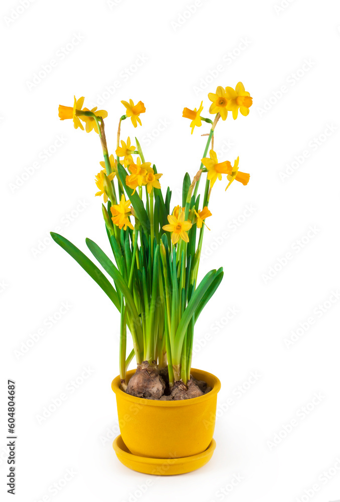 Potted blooming yellow daffodil spring flowers isolated on white background