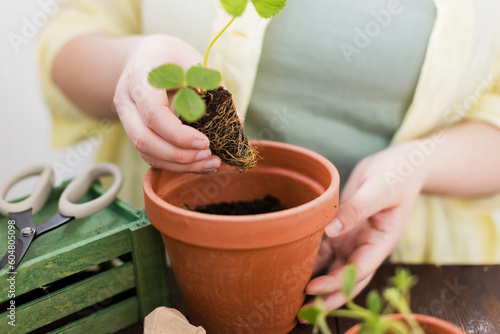 Woman planting strawberry seedlings in terracotta pot