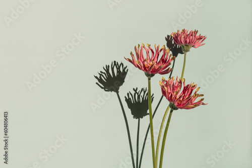 Elegant pink gerber flowers with sunlight shadows over pastel mint wall. Aesthetic floral simplicity composition. Close up view flower photo
