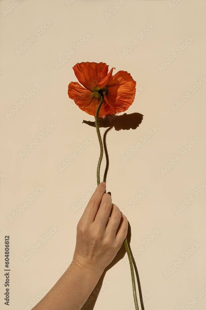Woman's hand holding beautiful poppy flower against neutral tan wall with sun light shades. Aesthetic minimal floral composition with sunlight shadow - obrazy, fototapety, plakaty 