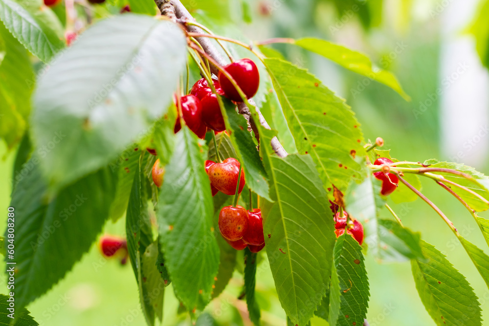 Ripe cherries hanging from a cherry tree branch. Ecological cultivation of cherries on the site. Agriculture, farming crops Ripe cherries hanging from a cherry tree branch. Ecological cultivation of cherries on the site. Agriculture, farming crops