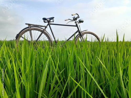 onthel bicycle in the rice field
