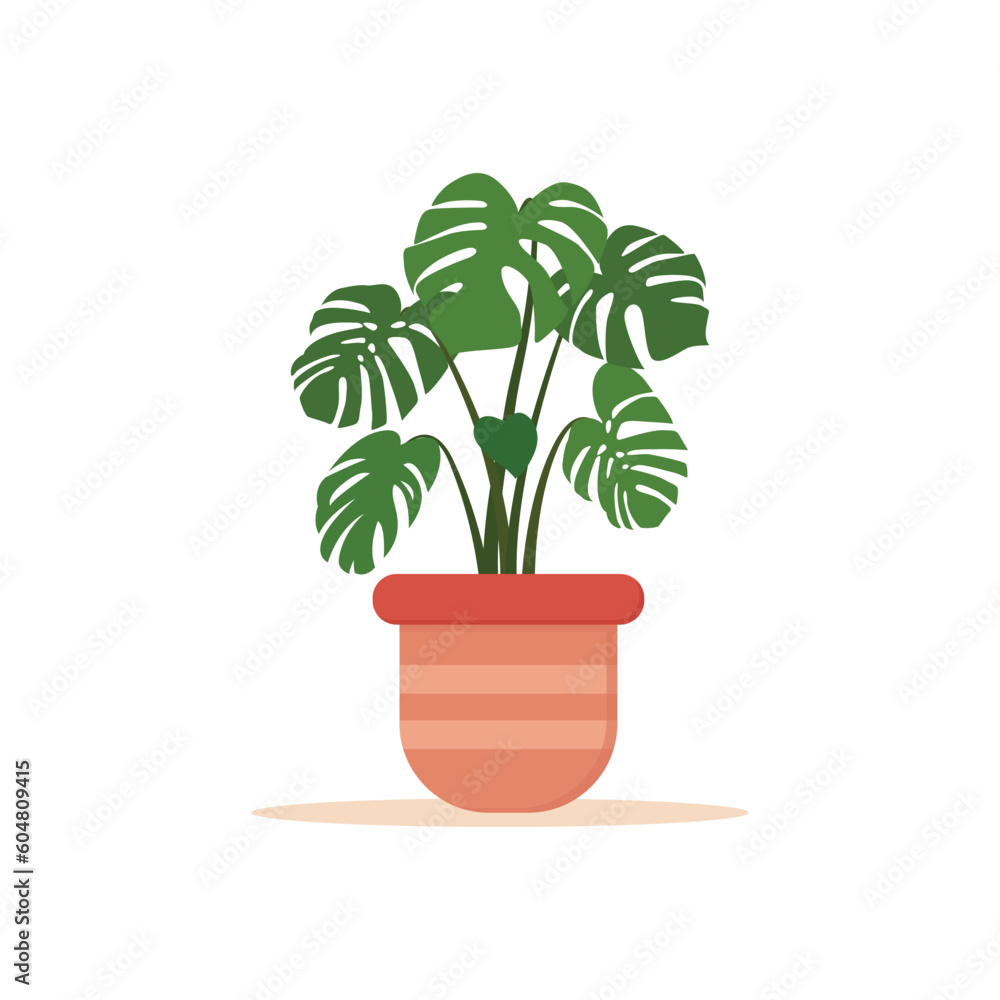Fototapeta premium Vector illustration of green monstera house plants in pots isolated on white background