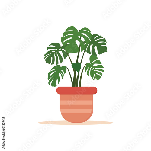 Vector illustration of green monstera house plants in pots isolated on white background