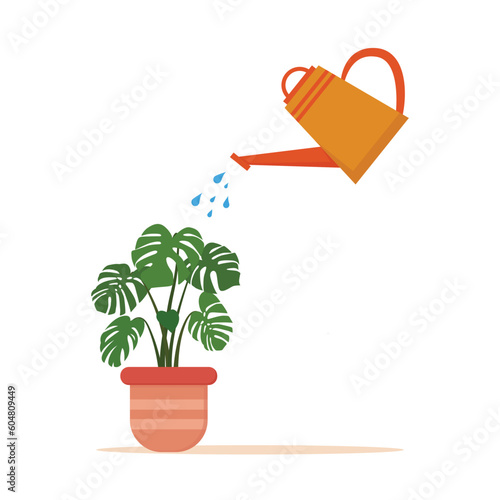 watering green monstera house plants in pot isolated on white background