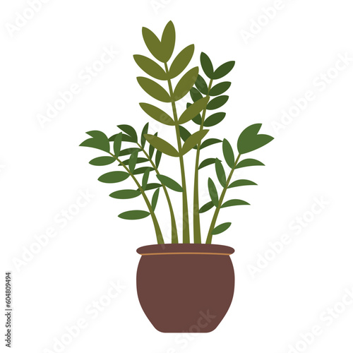 Zamioculcas zamiifolia, potted house plant, cartoon style. Trendy modern vector illustration isolated on white background, hand drawn, flat design