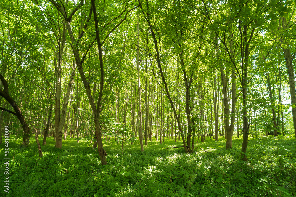 Ein noch junger Laubwald im Frühling Ein noch junger Laubwald im Frühling