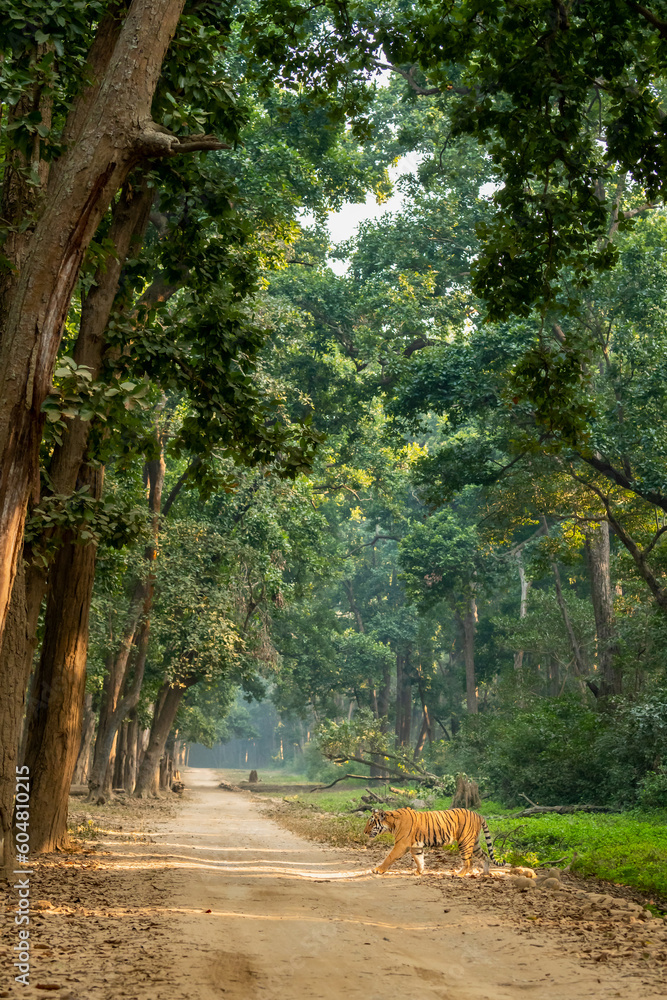 Obraz premium wild bengal male tiger or panthera tigris on stroll in natural green scenic and sal tress canopy background crossing dhikala main road in safari at jim corbett national park forest uttarakhand india