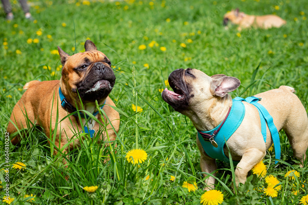 Fototapeta premium Two French bulldog dogs play on a field of dandelions.
