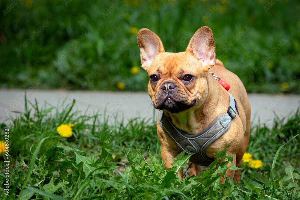 A charming young French bulldog walks in a summer park.