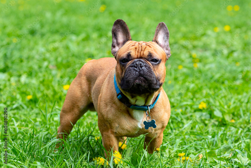 A french bulldog standing in a field of grass A french bulldog standing in a field of grass