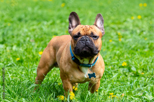 A french bulldog standing in a field of grass