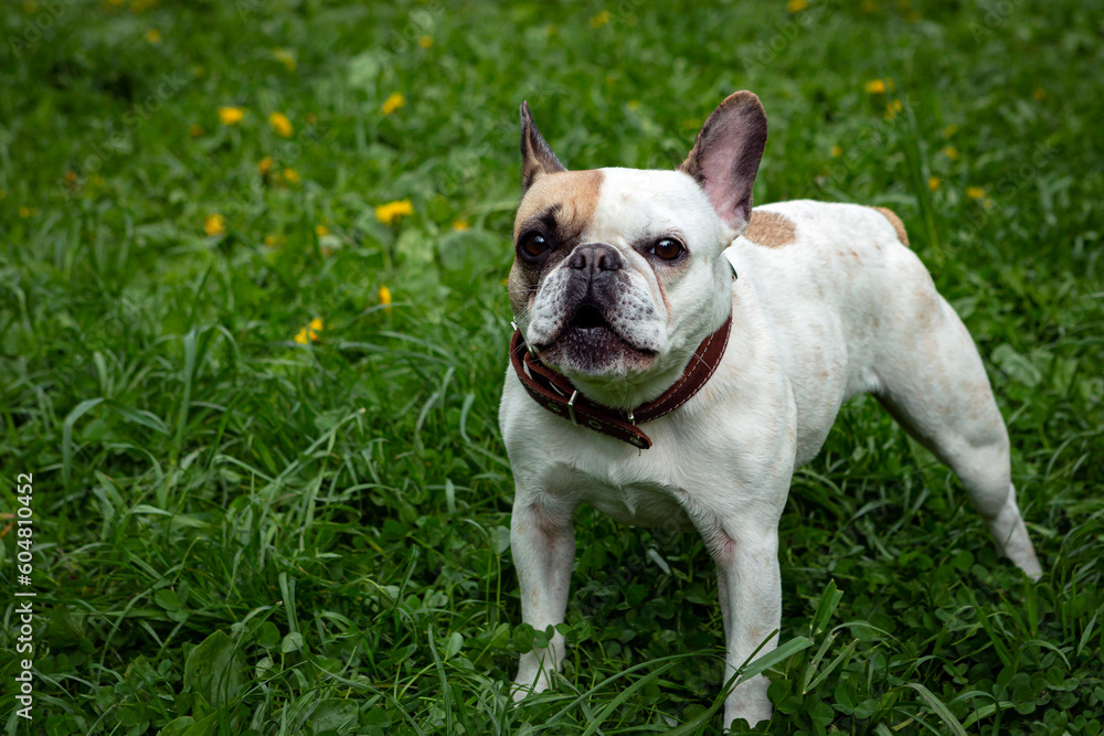 French Bulldog breed dog swears at photographer