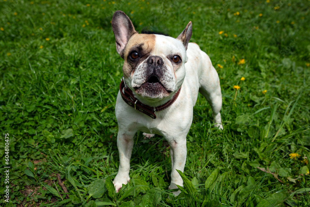 French Bulldog breed dog swears at photographer