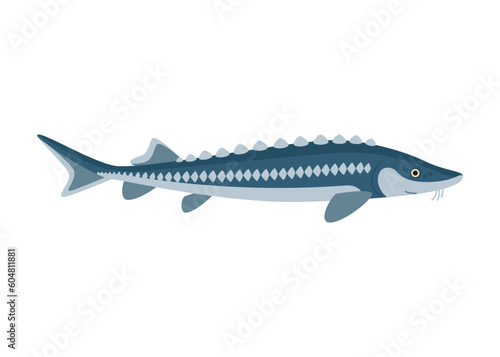 Sturgeon fish, seafood and underwater animal. Aquatic delicacy, gourmet. Fishery. Vector illustration isolated on white background