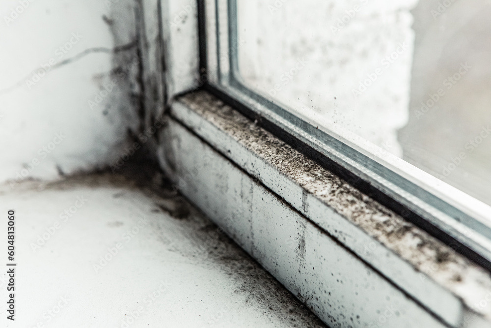 Close up white wall plastic window with black dangerous black mold in the corner of room. Harmful fungus parasite for health, strong mildew in large stains
Close up white wall plastic window with black dangerous black mold in the corner of room. Harmful fungus parasite for health, strong mildew in large stains