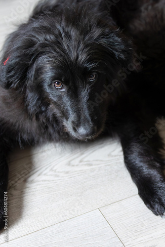 Black dog puppy portrait with red collar lying