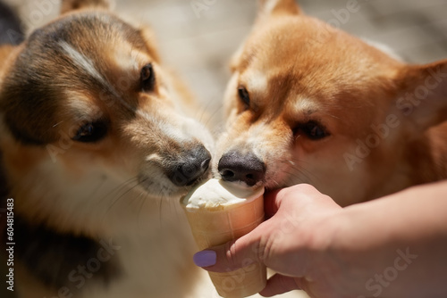 Fototapeta Naklejka Na Ścianę i Meble -  Couple of funny corgi dogs eating a treat from the owner's hand. Two young Pembroke Welsh Corgis licking an ice-cream