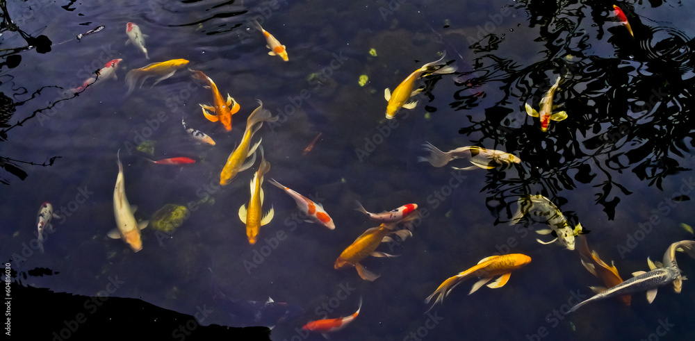 View of colorful koi fish in an outdoor pond