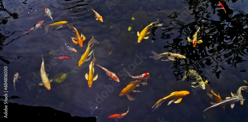 View of colorful koi fish in an outdoor pond