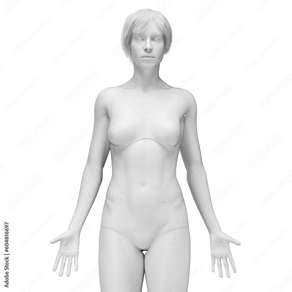 Naklejka premium 3d medical illustration of the female body