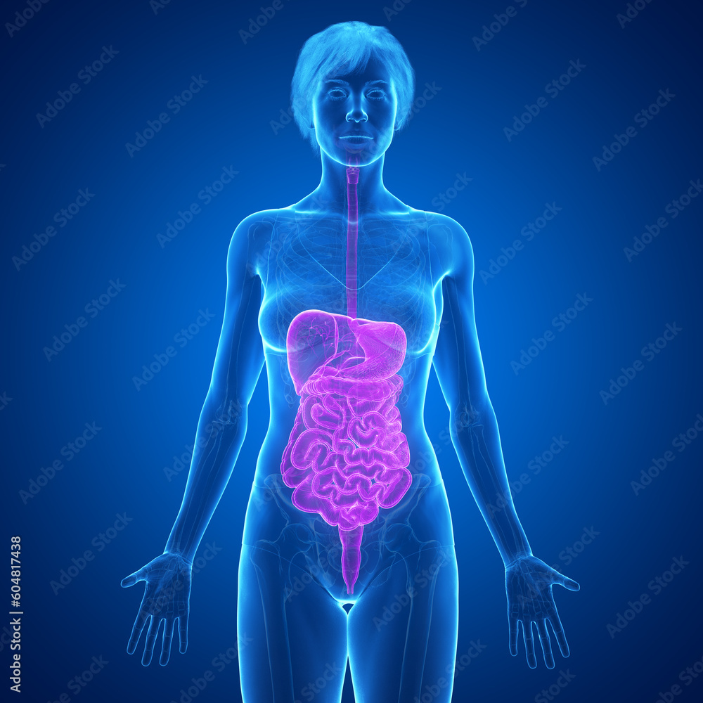 3D Rendered Medical Illustration of Female Anatomy - Digestive tract. 3D Rendered Medical Illustration of Female Anatomy - Digestive tract.