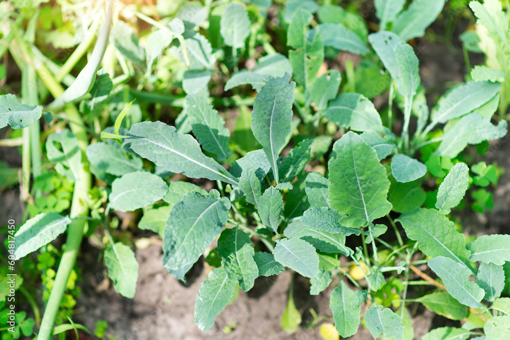 Obraz premium Fresh Lettuce is a plant in the garden. Spice. Green textured leaves of the plant.