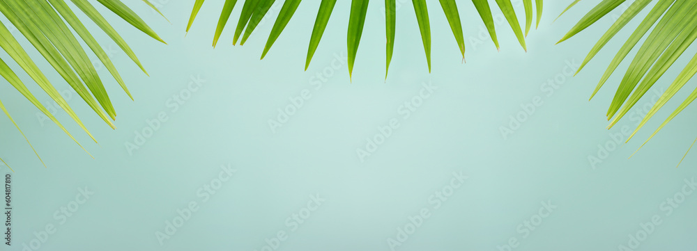 image of palm tree leaf. Tropical and nature banner background image of palm tree leaf. Tropical and nature banner background