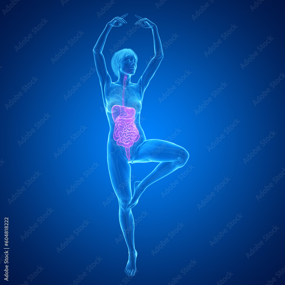 3d medical illustration of the female internal organs 3d medical illustration of the female internal organs