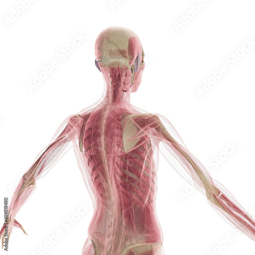 3D Rendered Medical Illustration of Female Anatomy - The Muscles photo