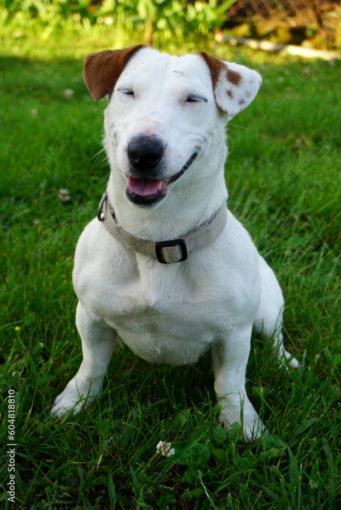 jack russell terrier