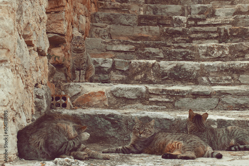 Gatos en las escaleras