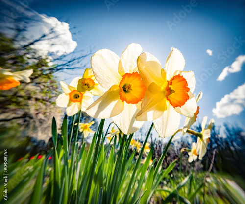 First spring flowers blooming in the garden. Bright morning view of blooming narcissus (Narcissus poeticus) flowers at April. Beautiful floral background. Anamorphic macro photography.