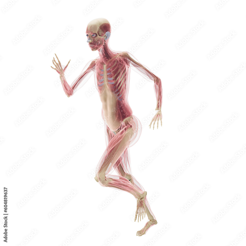 3D Rendered Medical Illustration of Female Anatomy - The Muscles 3D Rendered Medical Illustration of Female Anatomy - The Muscles