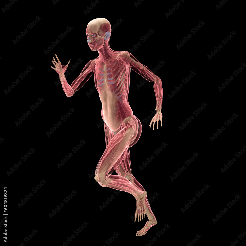 3D Rendered Medical Illustration of Female Anatomy - The Muscles