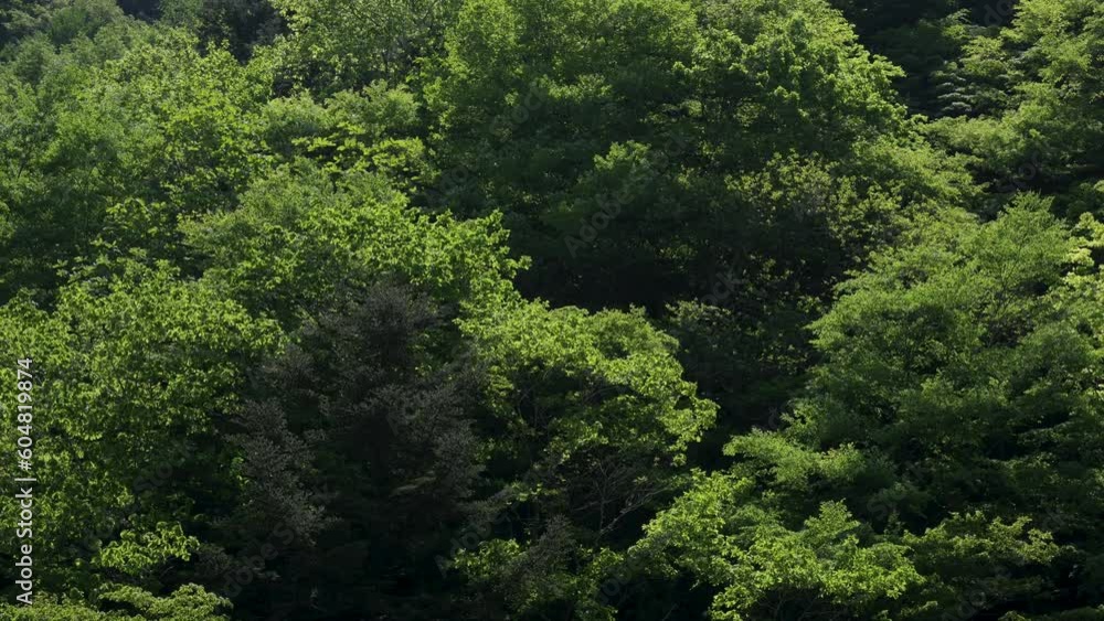 新緑輝く初夏の山肌に風が流れる 新緑輝く初夏の山肌に風が流れる