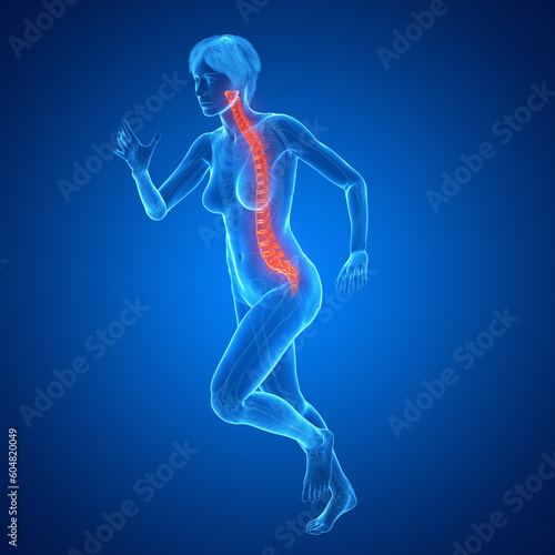3d medical illustration of the spine © Sebastian Kaulitzki