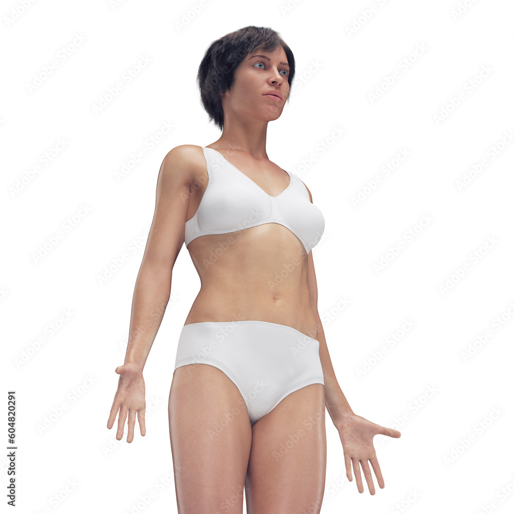 Fototapeta premium 3d medical illustration of the female body