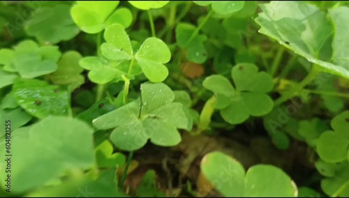Large green clover field