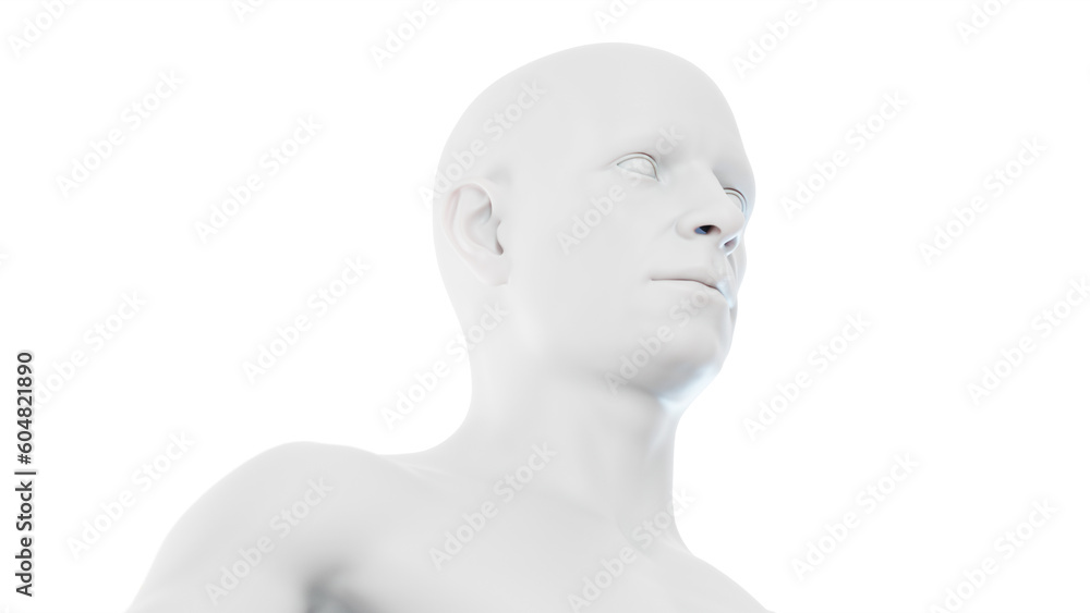 3d medical illustration of the Male body 3d medical illustration of the Male body