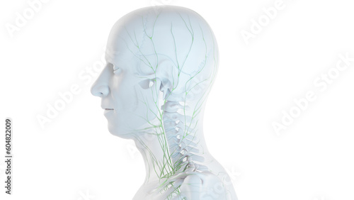 3D Rendered Medical Illustration of Male Anatomy - The Lymphatic System