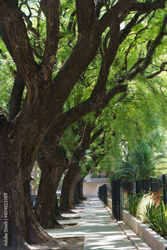 Tipuana tipu tree. Alley in the park with tropical trees