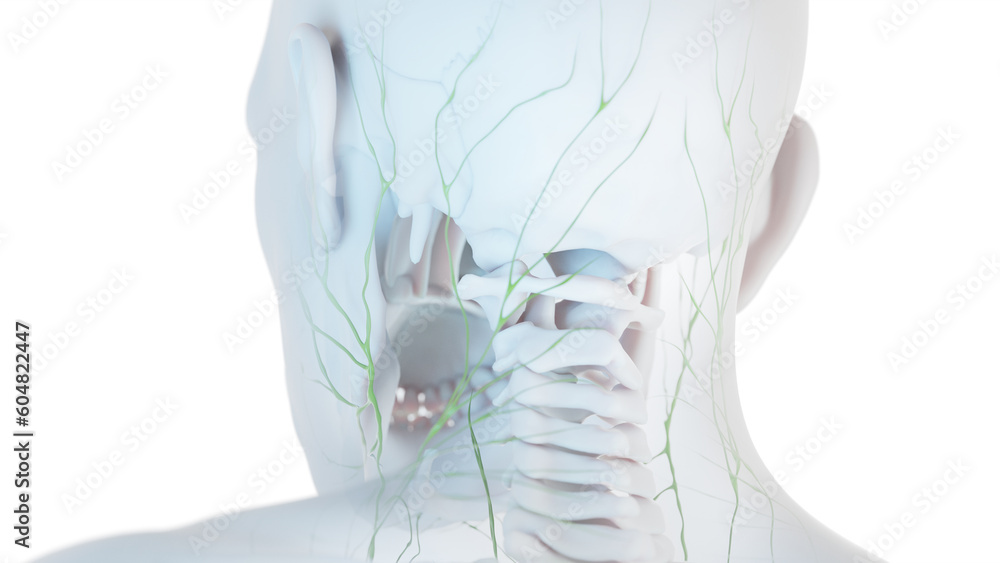 3D Rendered Medical Illustration of Male Anatomy - The Lymphatic System