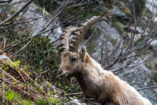 Bouquetin dans le massif du Mont-Blanc