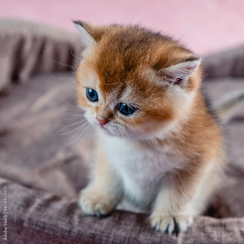 Fototapeta premium British breed golden chinchilla kitten.