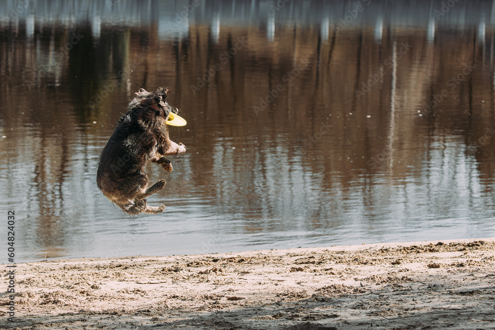Alsatian Wolf Dog Or Black German Shepherd Dog Playing Outdoor With Flying Disc. Playful Pet Outdoors. Leisure Game For Pets. Happy Pets Concept. German Shepherd Dog Jumping Outdoor.