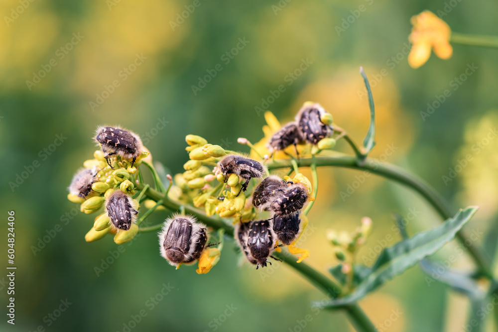 Tropinota hirta or hairy rose beetle on rapeseed blooming crops Tropinota hirta or hairy rose beetle on rapeseed blooming crops