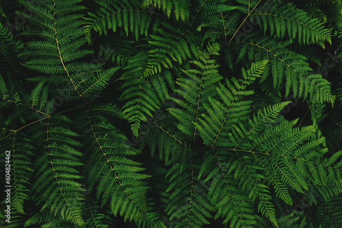 Western brackenfern, common bracken fern plant as abstract nature background photo